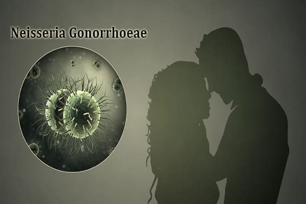 Vi khuẩn Neisseria Gonorrhoeae dưới kính viên vi