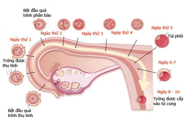 Hình ảnh quá trình thai di chuyển vào tử cung