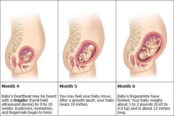 Quá trình hình thành thai nhi và sự phát triển trong 3 tháng giữa thai kỳ