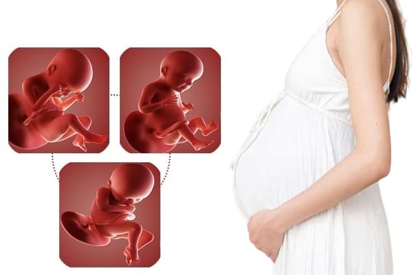 Quá trình hình thành thai nhi và sự phát triển trong 3 tháng cuối thai kỳ