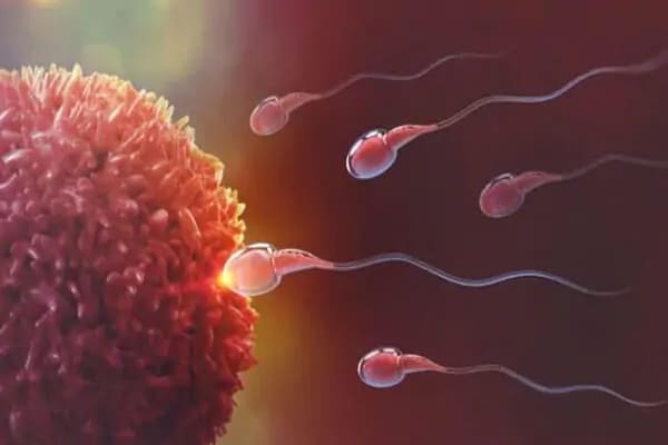 Tinh trùng phải gặp trứng để diễn ra quá trình thụ thai