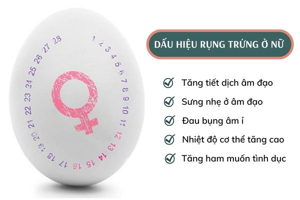 Dấu hiệu nhận biết ngày rụng trứng ở nữ giới