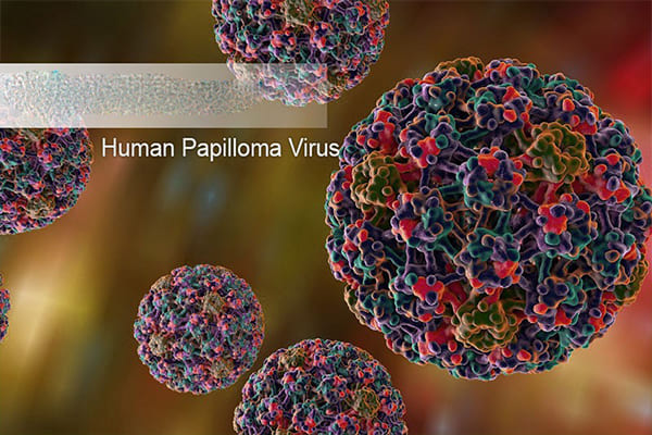 Virus Human papilloma gây bệnh sùi  mào gà